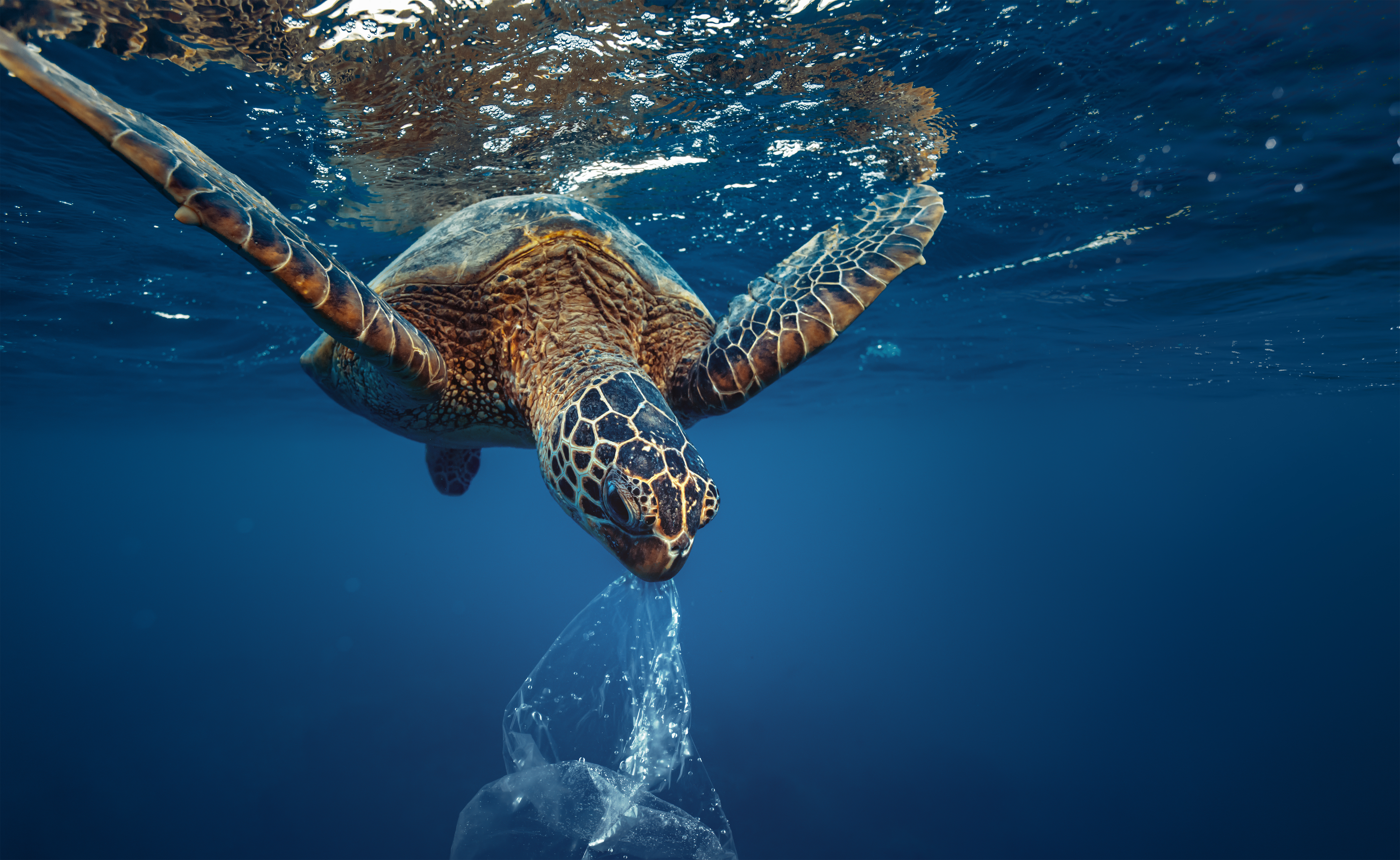 Reducing ocean waste with Plastic Odyssey