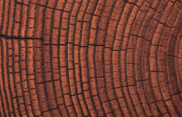 Tree, Wood Nature Macro Textures Intellectual Property Adobestock 722827318